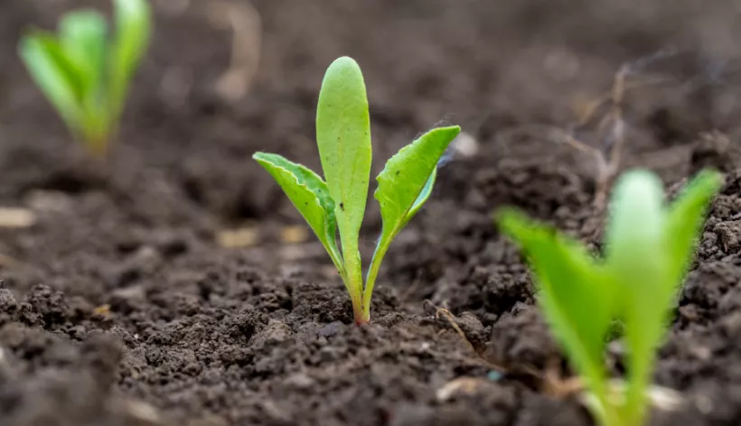 Young beet plants