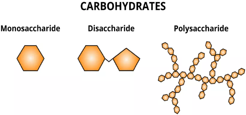 Carbohydrates