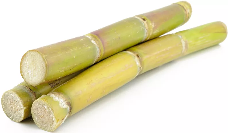 Sugar Cane