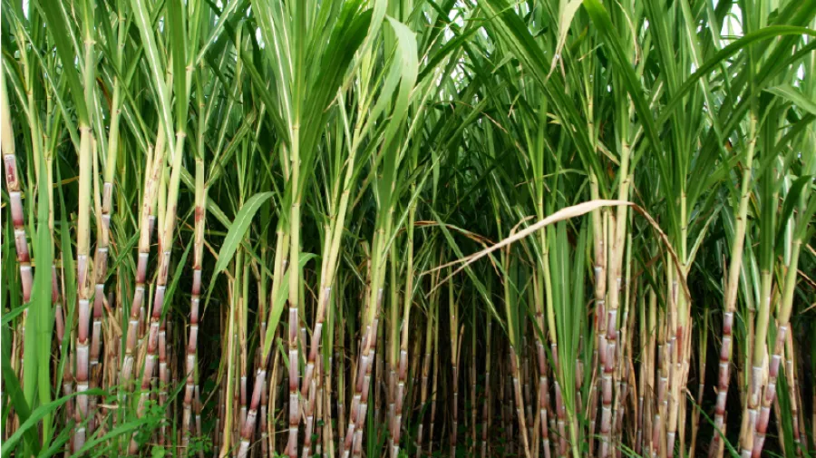 Sugar Cane